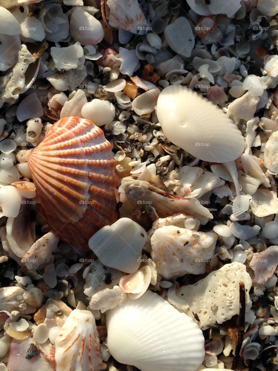 Full frame shot animal shells