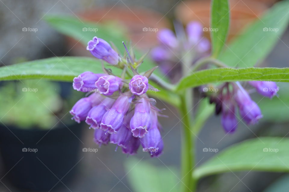 Close-up of purple flower