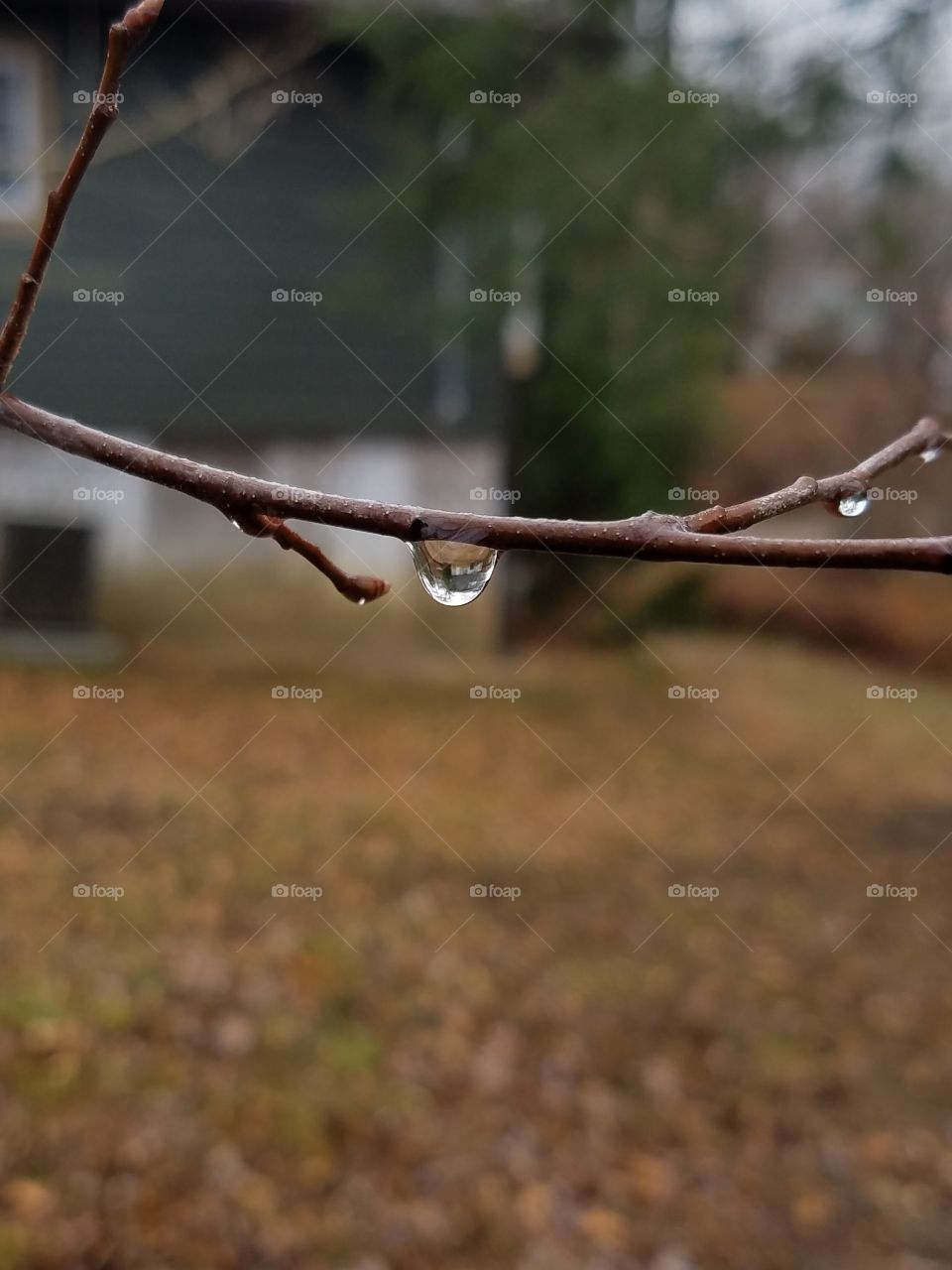 First photos of the new year is rain drops hanging on the tree branches