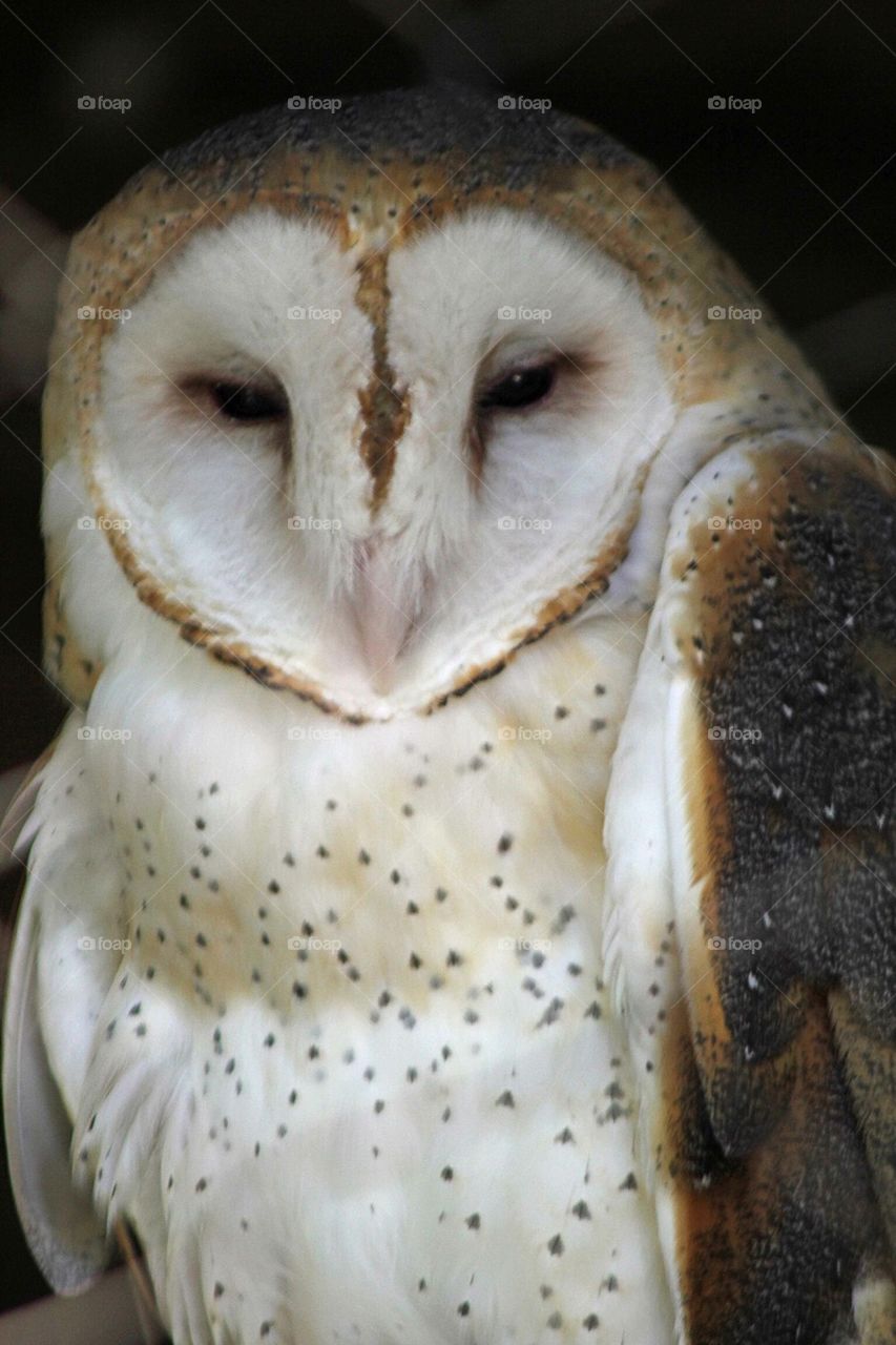 Barn owl