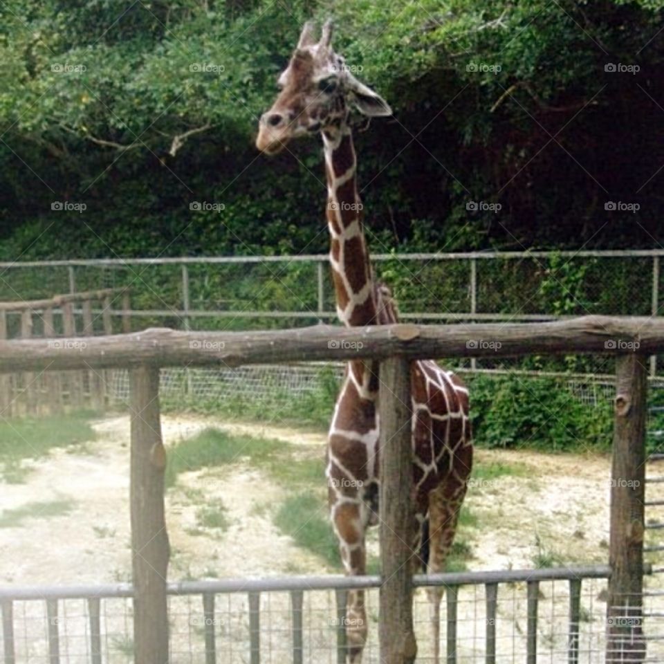 Okinawa, Japan Zoo.  I am bringing you a present
