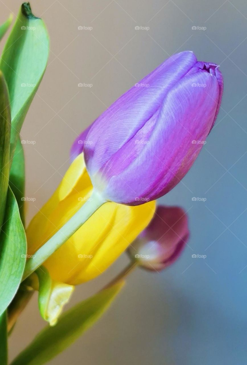 tulip