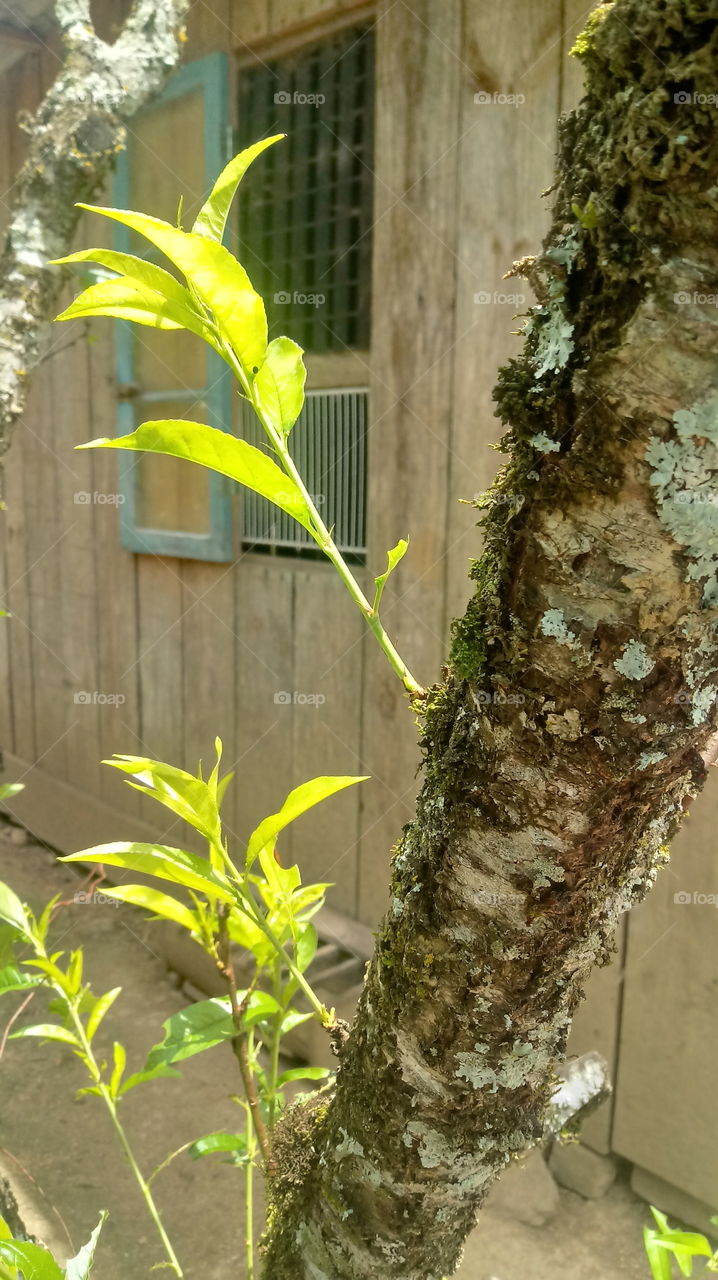 NATURE BOTANICAL PLANTS FLOWER GARDEN TRUNK ENVIRONMENT