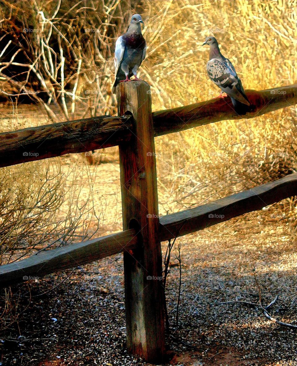 Two Pigeons on a Fence