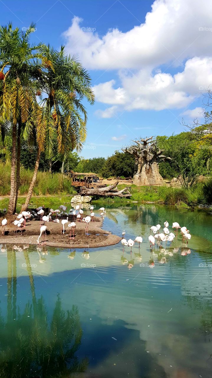 Flamingos in Tropics