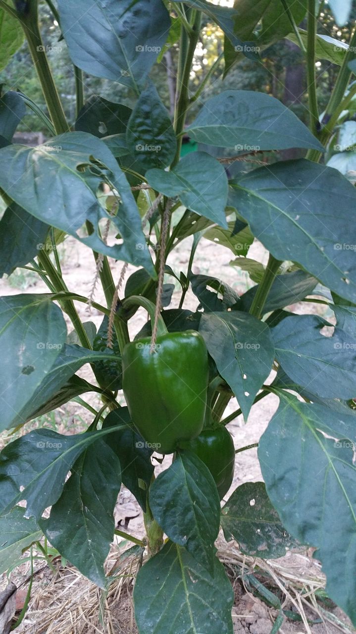 pepper. a green pepper