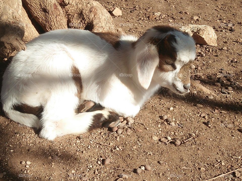 A pregnancy lamb near an Argania spinosa tree at essaouira in Morocco