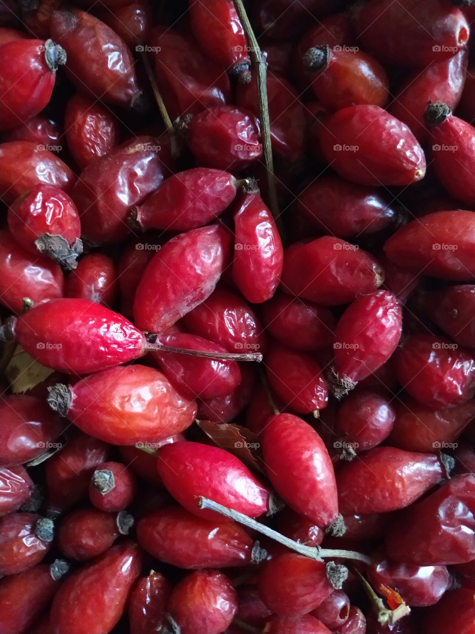 rose hip