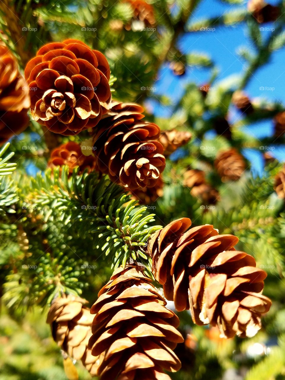 Cone, Nature, No Person, Tree, Season