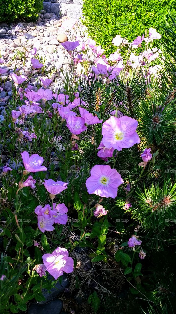 close up of purple garden flowers