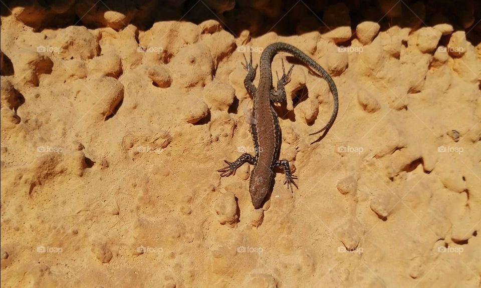 Lizard in summer enjoy the sun