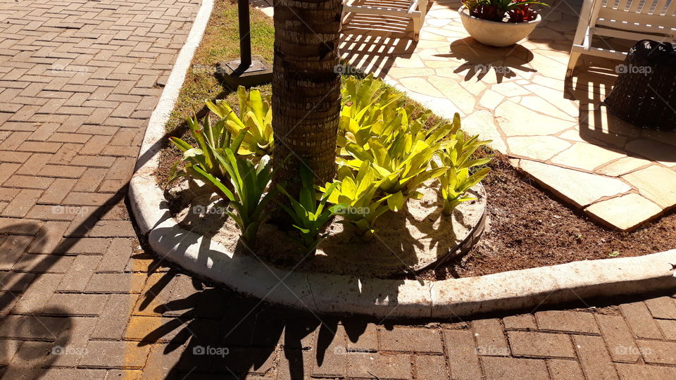 Outro ângulo do pequeno canteiro de bromélias, plantadas em torno de um coqueiro. Bem tropical, né?