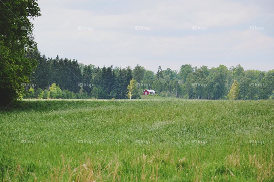 Landscape, Agriculture, Field, No Person, Grass