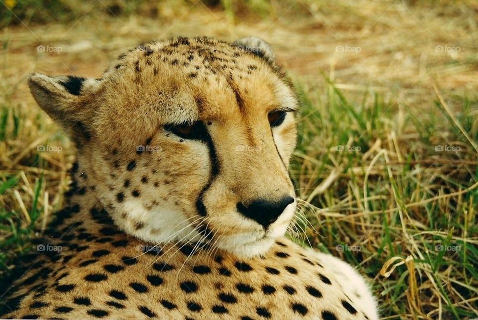 Cheetah