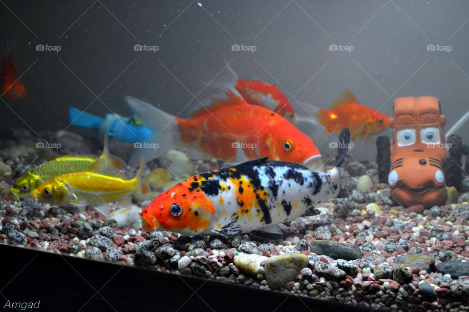 Fish tank 