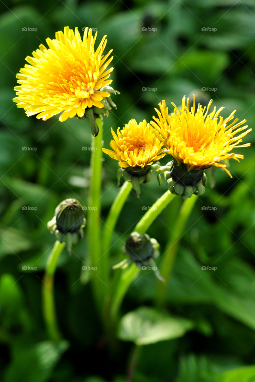 a dandelion reaches for the sunlight against the grassy green background