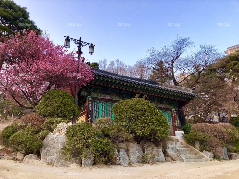 A beautiful small South Korean Buddhist Grotto where the first tree has fully blossomed in a beautiful pop of pink that contrasts perfectly against the still wintered background. 