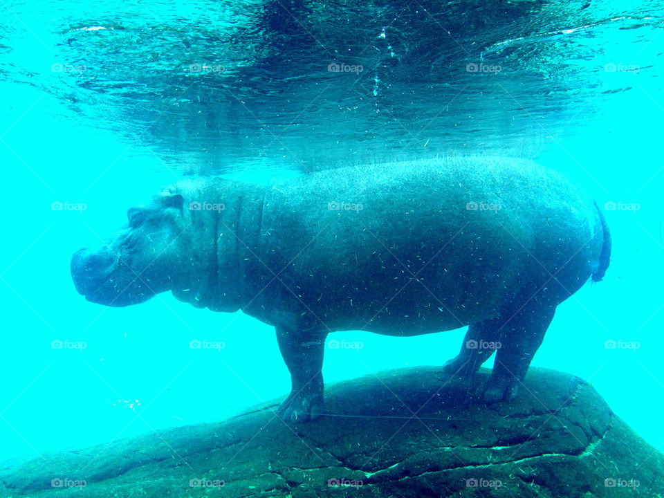 Underwater view of hippopotamus standing on rock