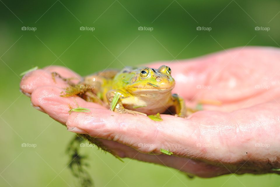 Close up of green frog on human hand