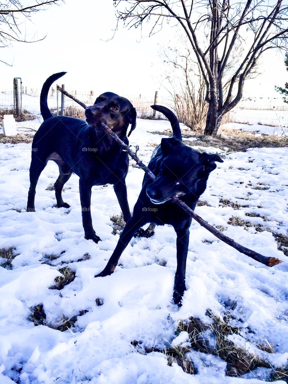 Two dogs one stick. 