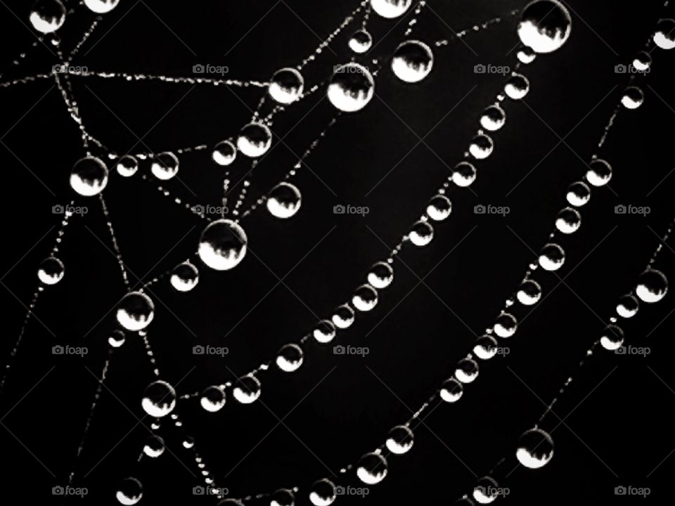 spiderweb