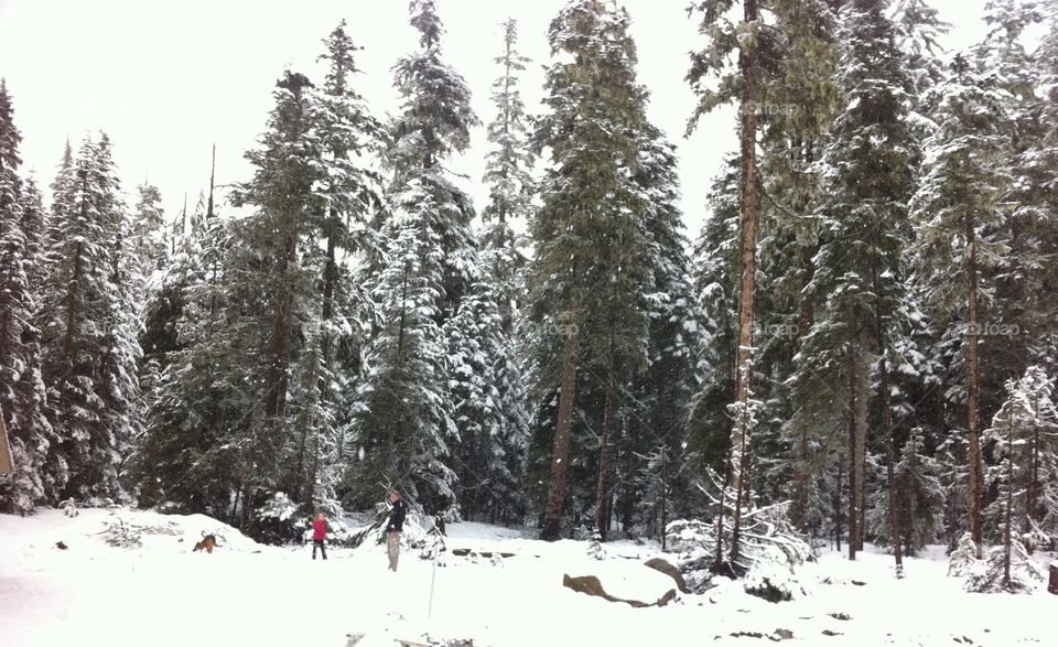 Forest in the winter. Oregon 