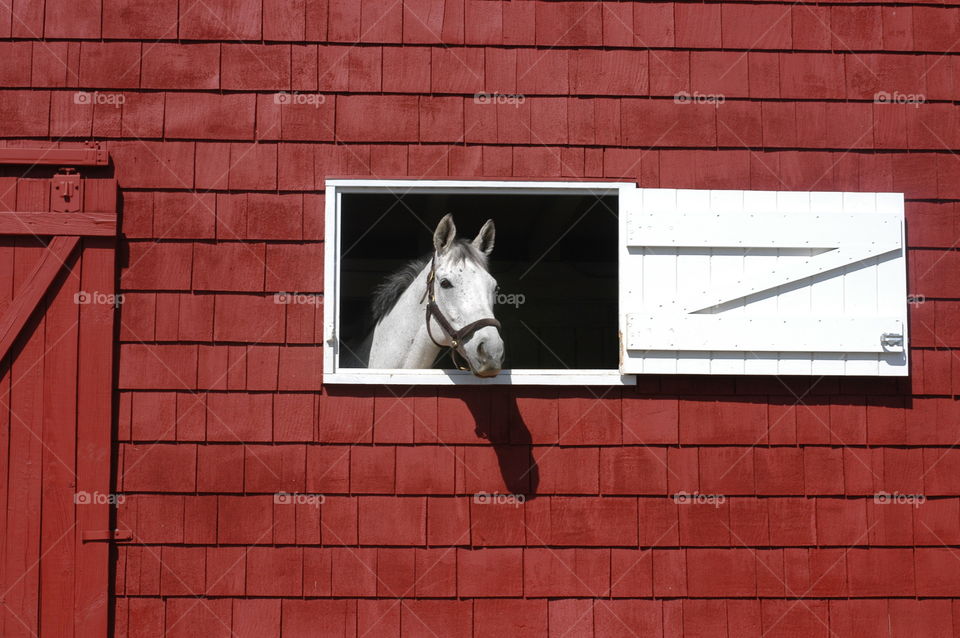 Horse in red stable