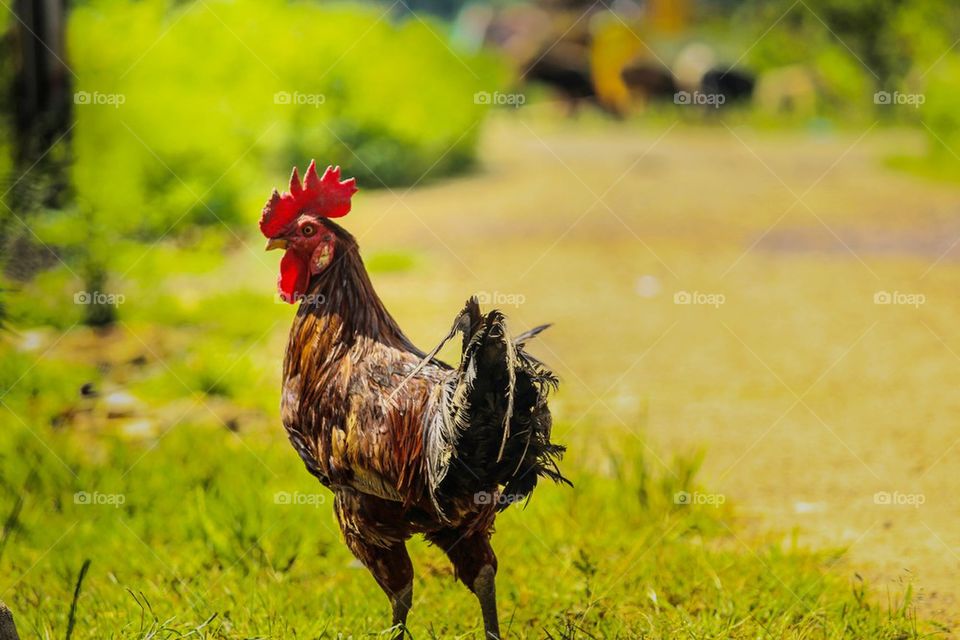 Close-up of rooster