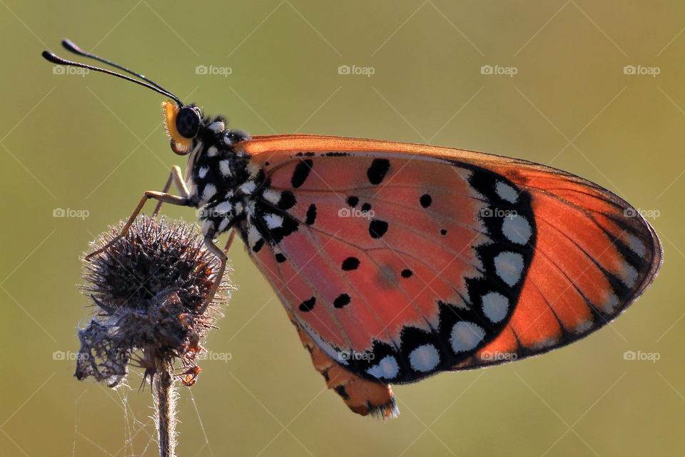 A butterfly perching on a dry flower.