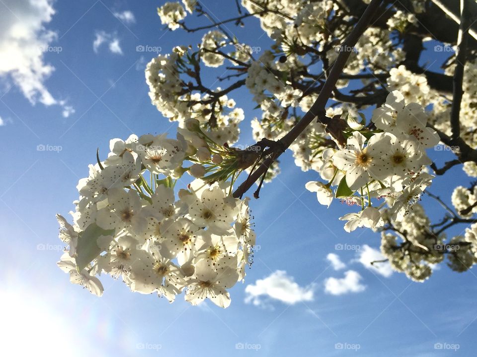 Spring blooming 