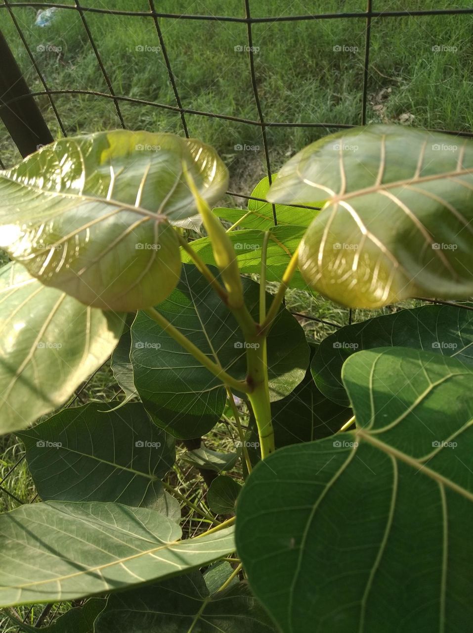 growing leaves shurb small size looks very beautiful generally found everywhere seasonal