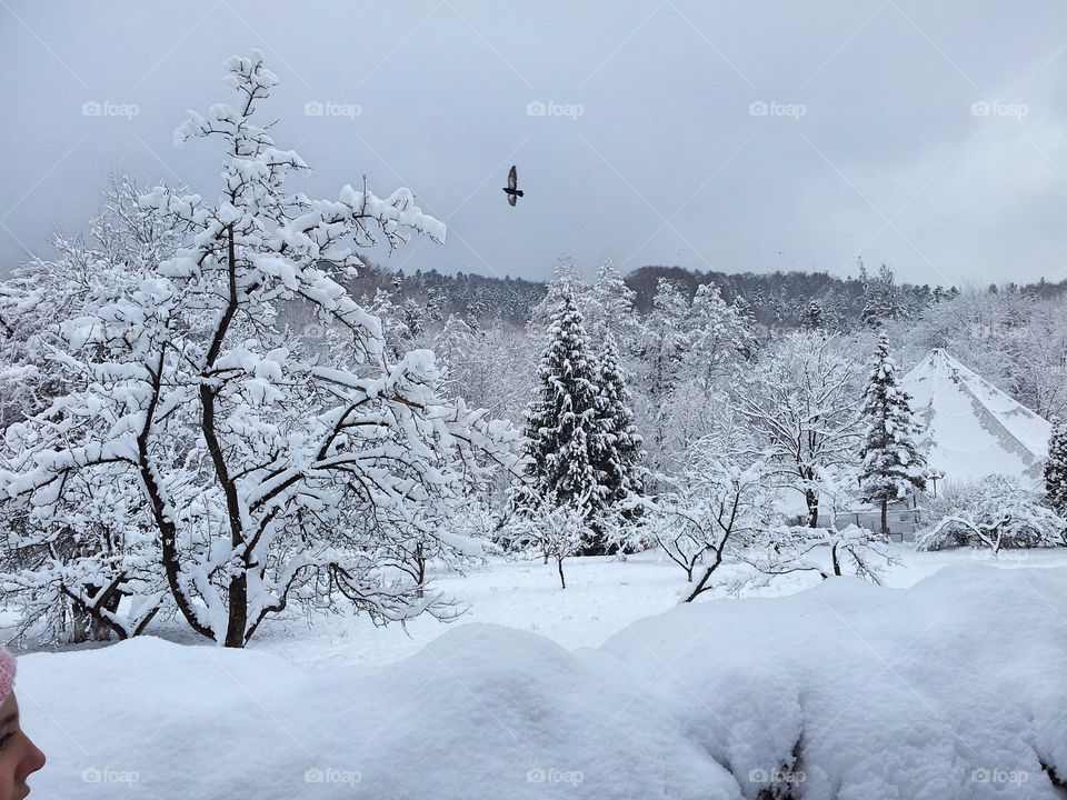 Bird flying over winter snowed trees