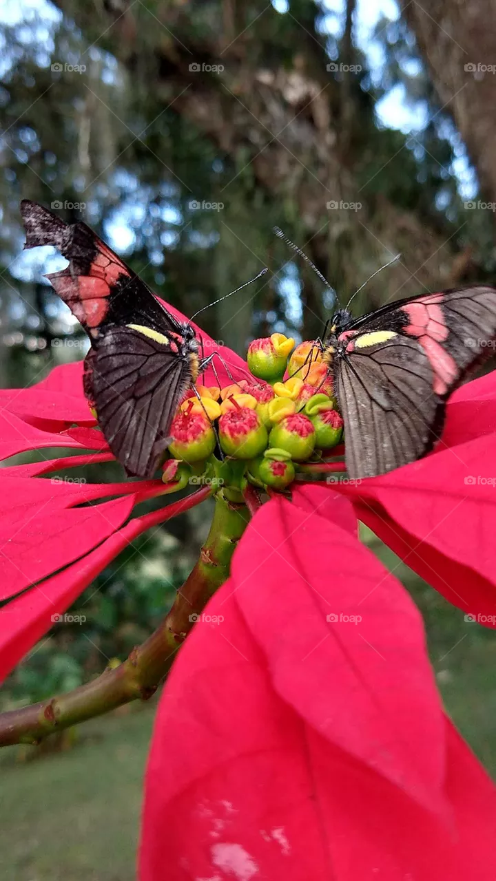 BUTTERFLY