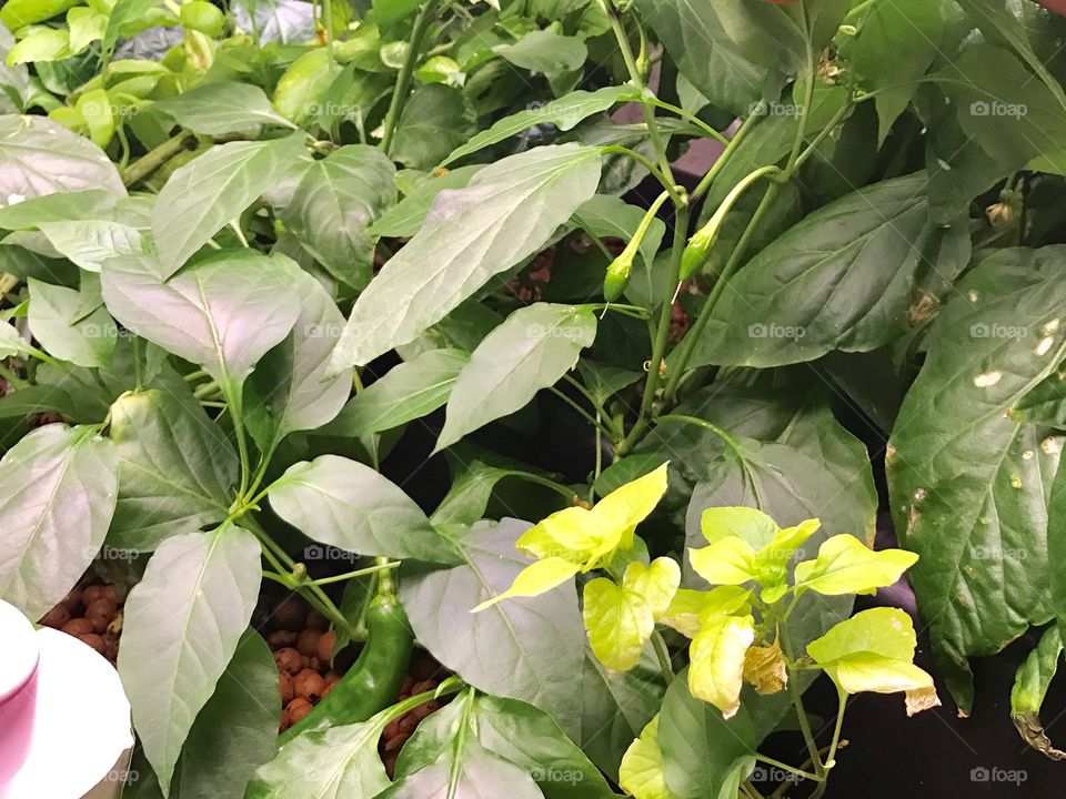 Anaheim Peppers, Blooms, Aquaponics 