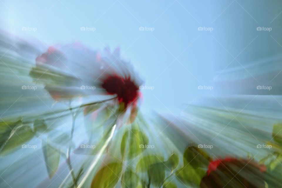 Long exposure with zoom effect of red roses under blue sky