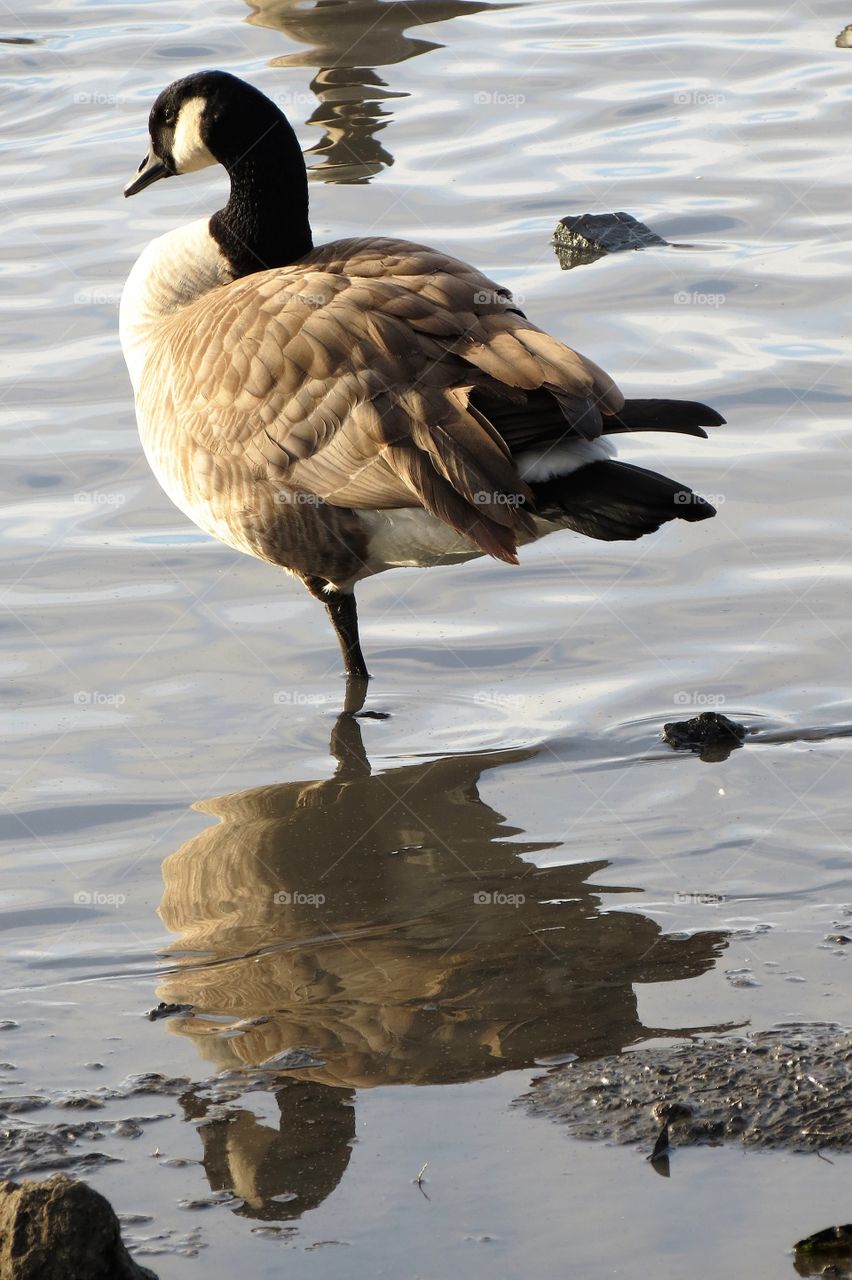Canadian Geese Resting Reflection. 