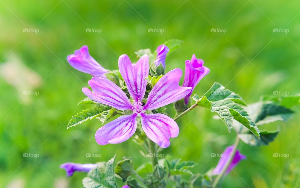 Purple Flower