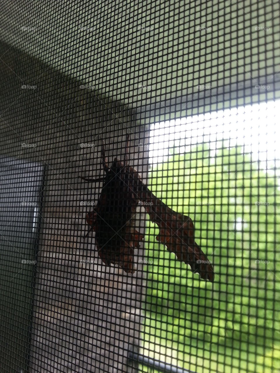 Moth on screen door_3
