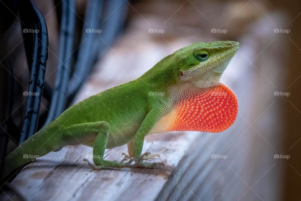 In order to get to the next courting phase, you must impress the female. A bright red dewlap or throat fan can go a long way in that department Carolina Anole, Raleigh, North Carolina. 