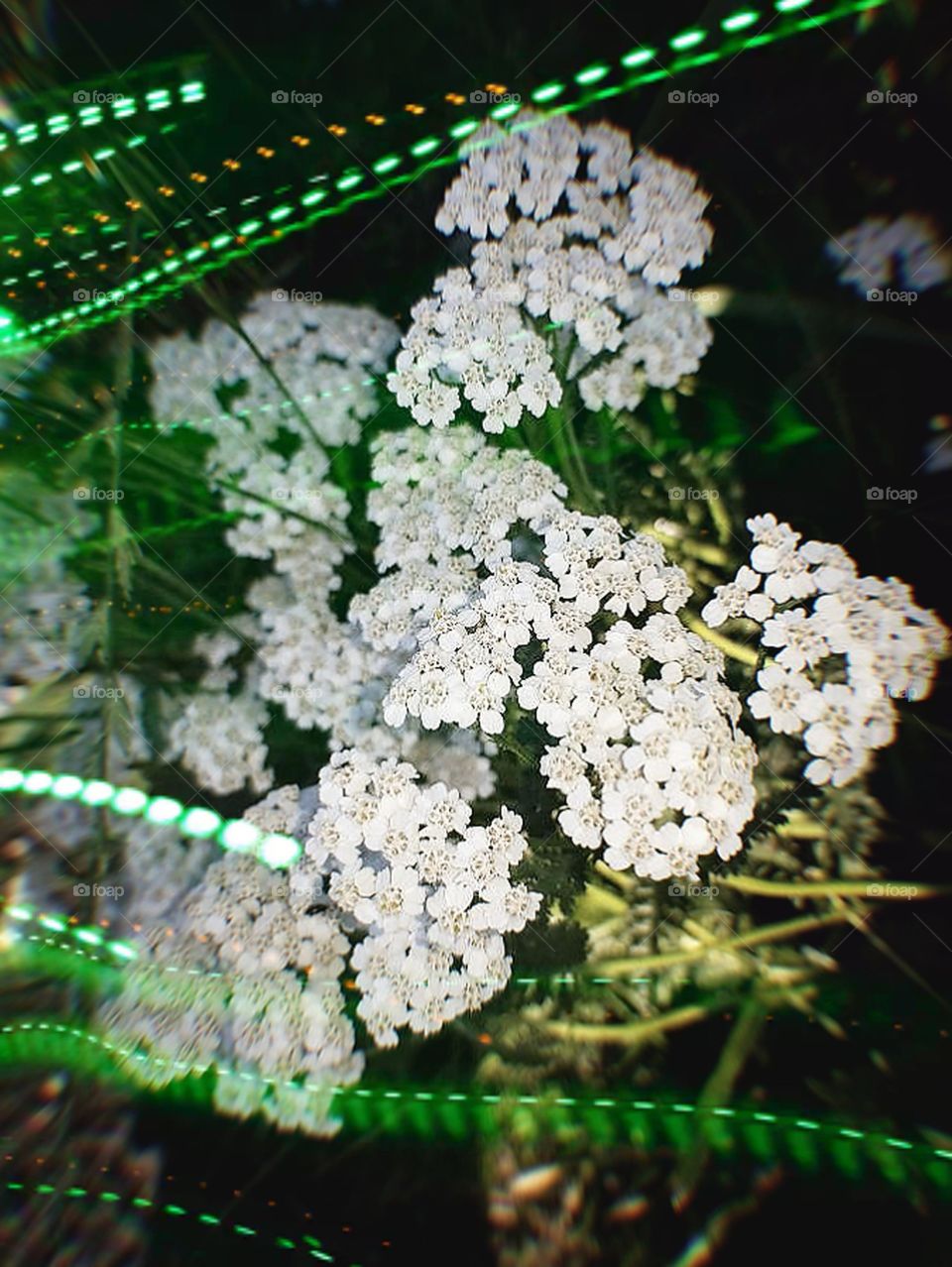 Summer Flower with Neon