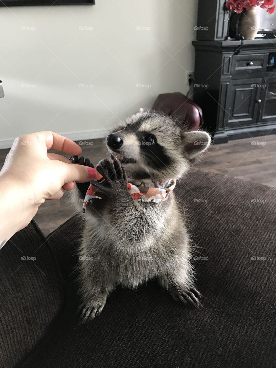 Cooney the Rescue Raccoon