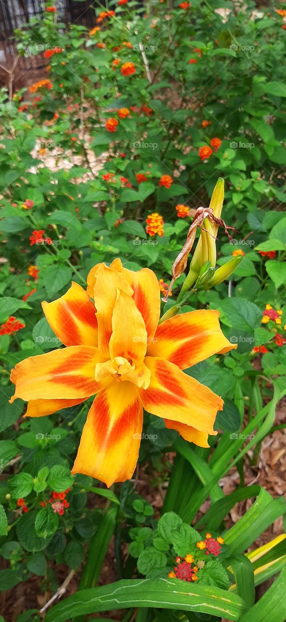 bright orange and yellow Daylilies with red orange yellow Lantana background