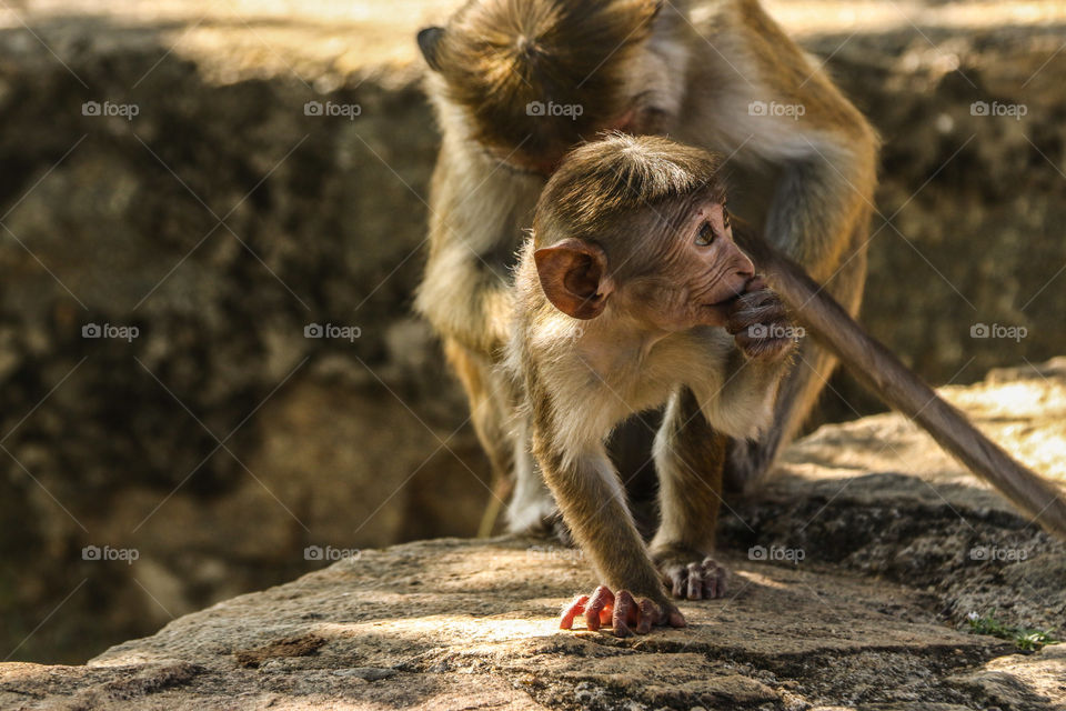 Baby monkey with mother