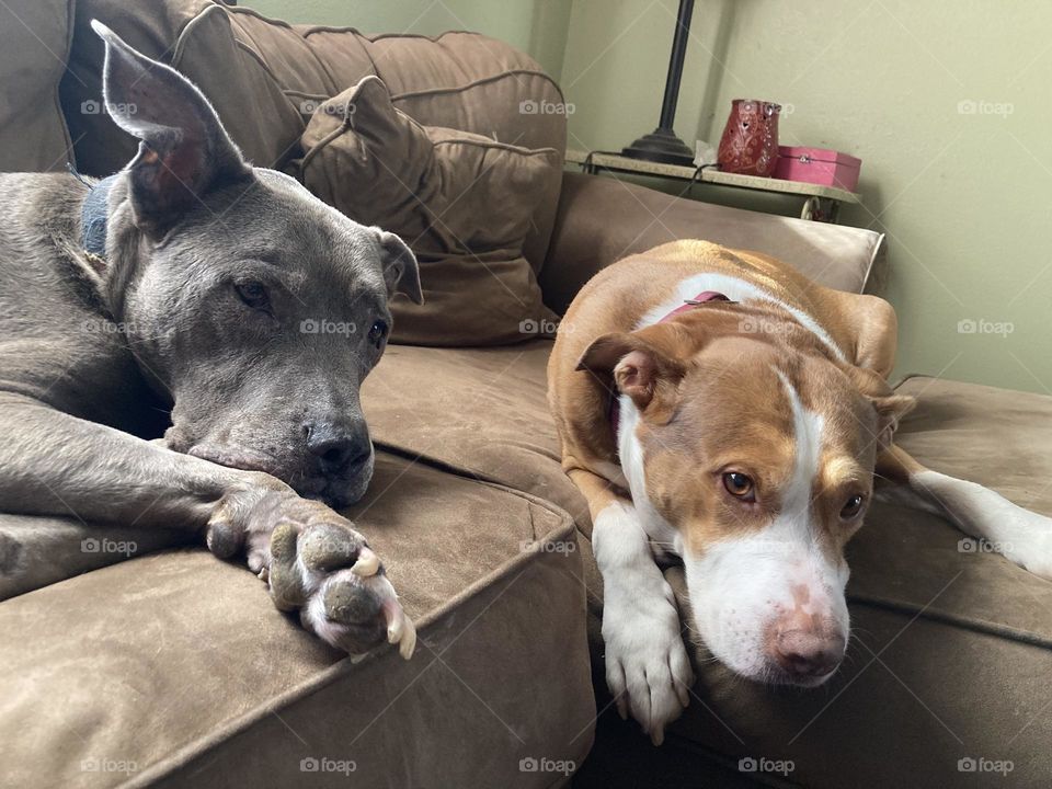 BFF dogs chilling on a couch 