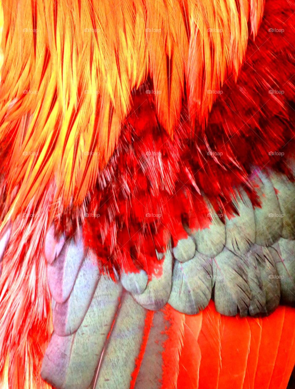 rewster's feathers