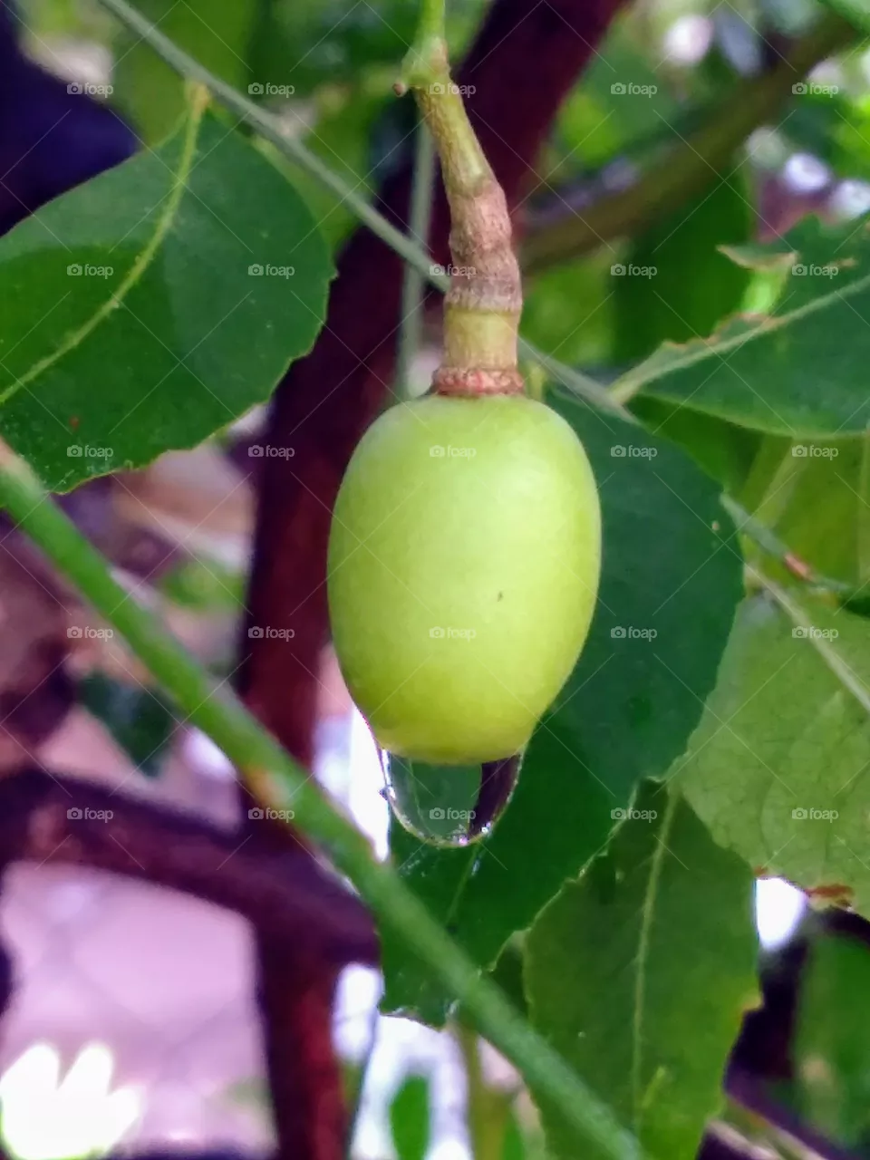 raindrops