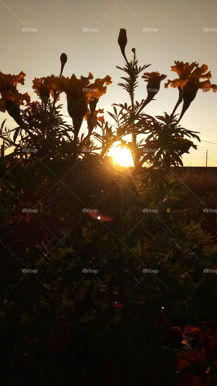 закат.природа.флора.солнце.цветы.