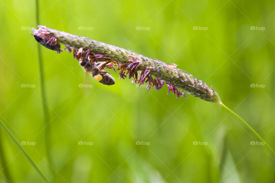 Capturing a bee in action