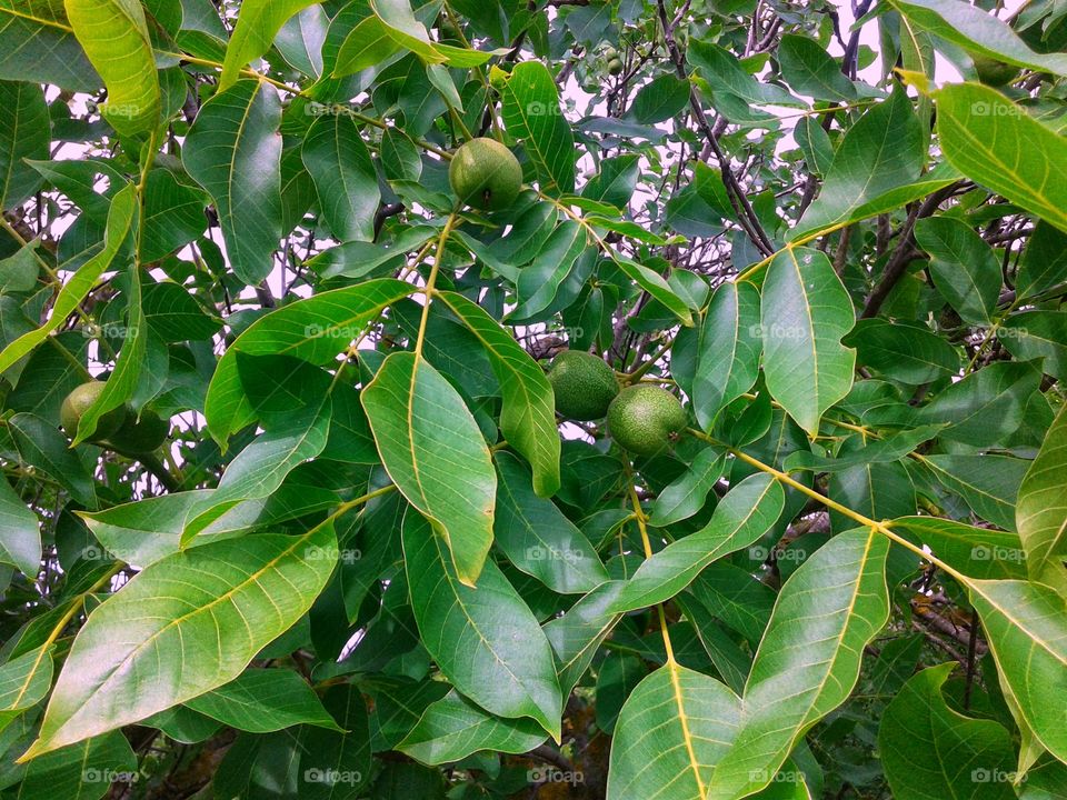 Branches of a walnut tree. Green walnut fruit.