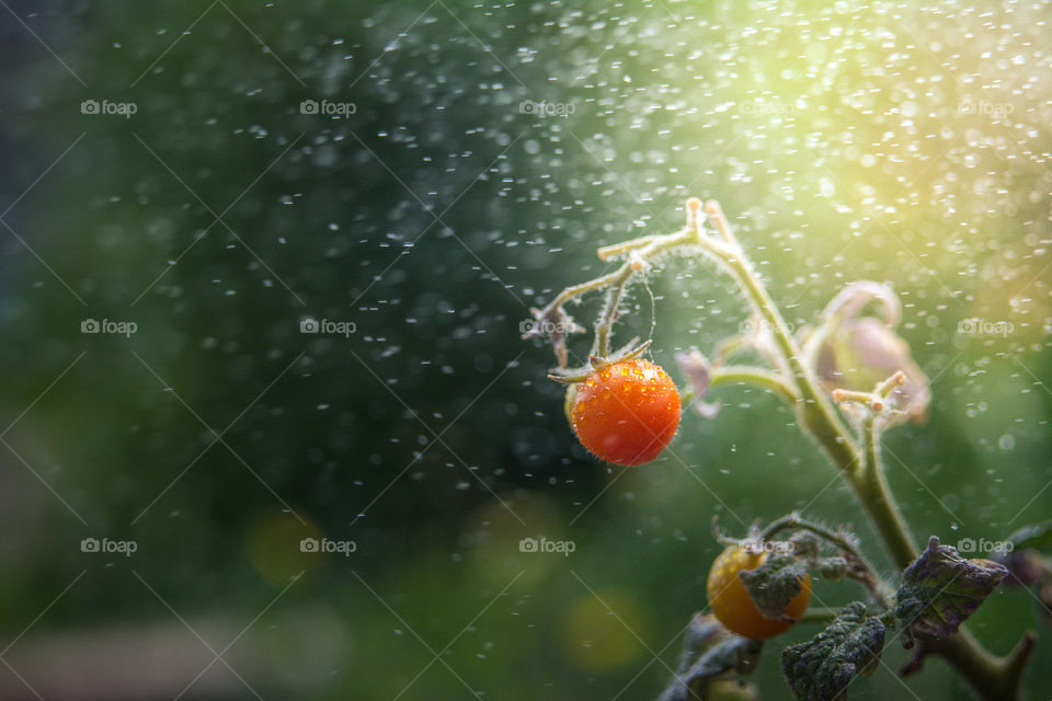 View of vegetable growing on plant